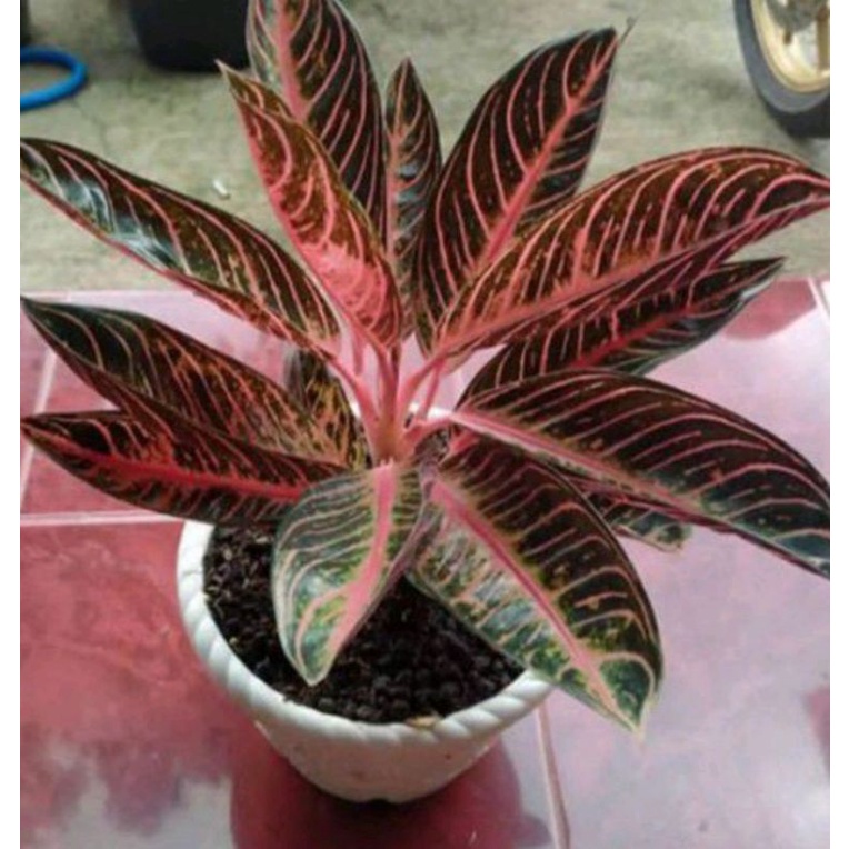 promo aglo red sumatra bonggol