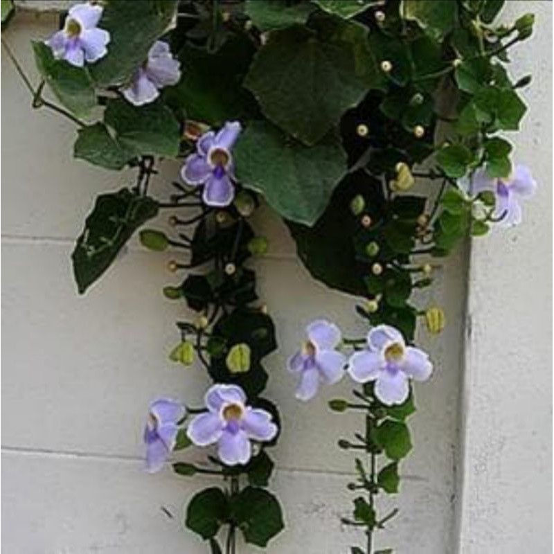TANAMAN THUNBERGIA UNGU