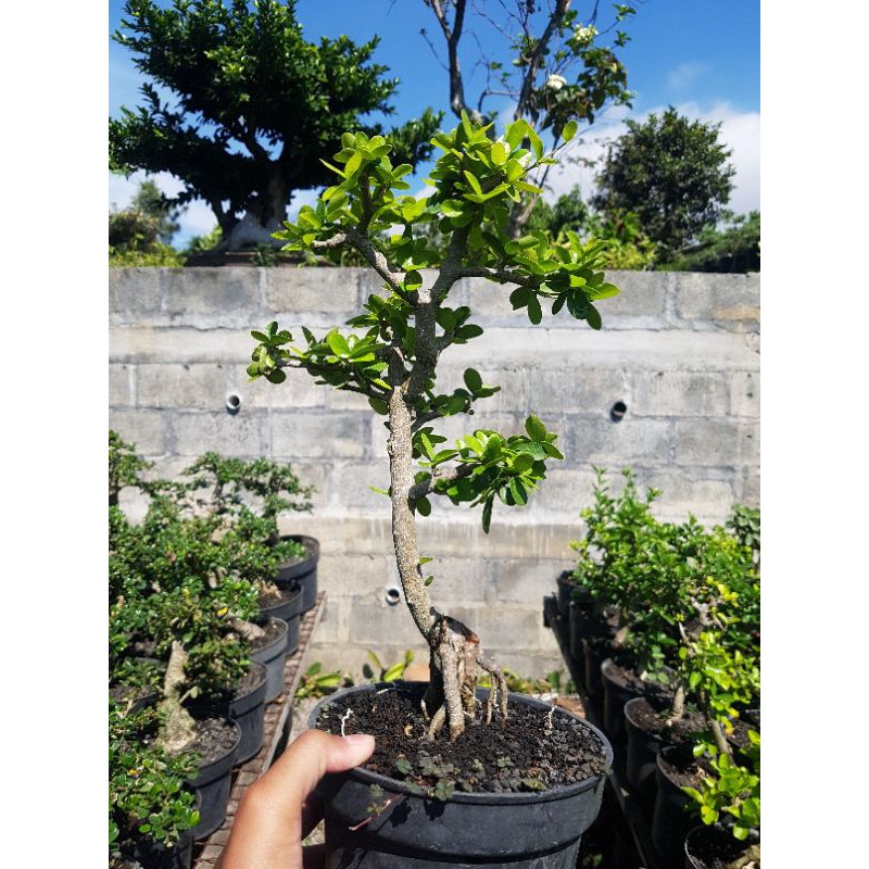 Tanaman hias bonsai sianci ( cherry barbados ) berbuah manis