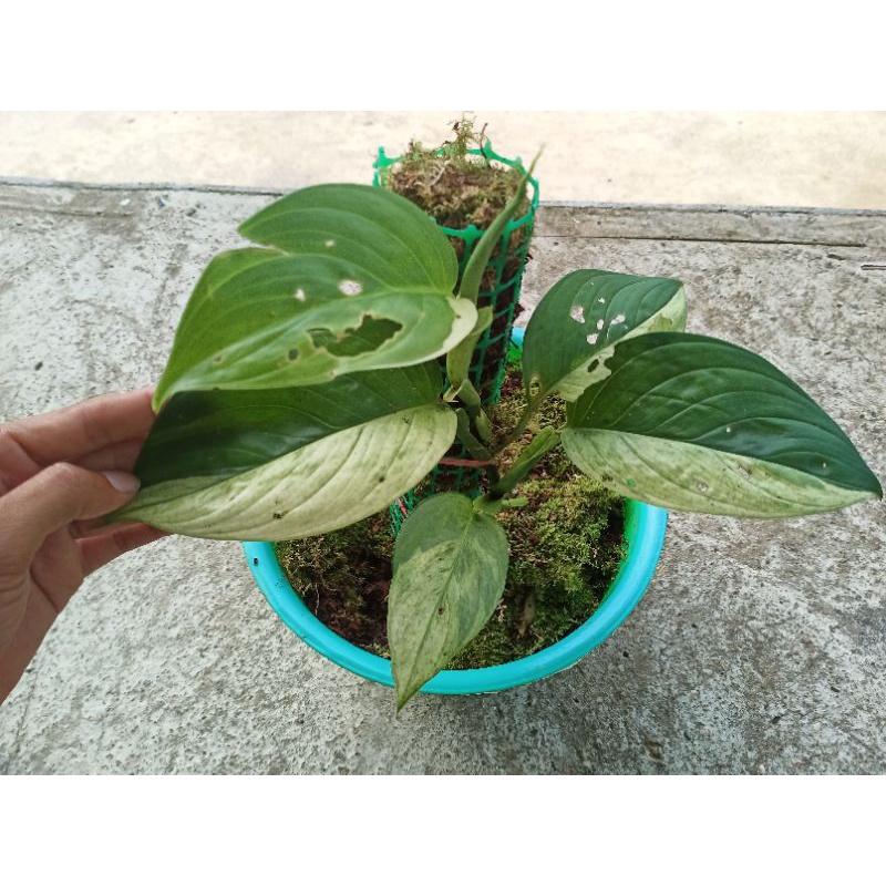 Scindapsus Perakensis Variegata