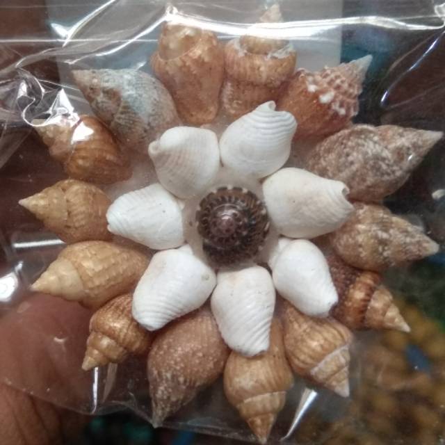 (BISA COD) BROS KERANG HARGA PER PCS UNTUK KERUDUNG DAN BAJU - BROSS UNIK SOUVENIR PERNIKAHAN MURAH