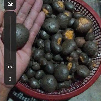 Bibit Porang ( biji Katak)