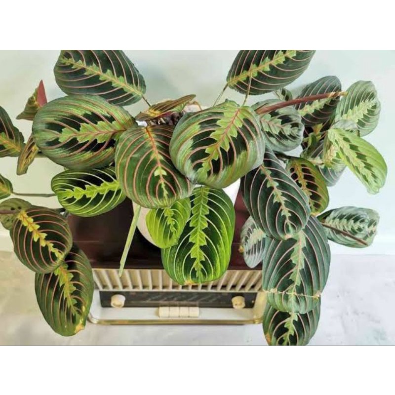 Calathea kepiting MURAH - tanaman hias calathea leuconeura - bunga murah