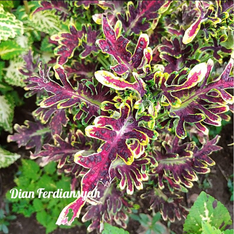 TANAMAN HIAS MIANA ID NAGA KATULISTIWA/MIANA SULTAN PREMIUM