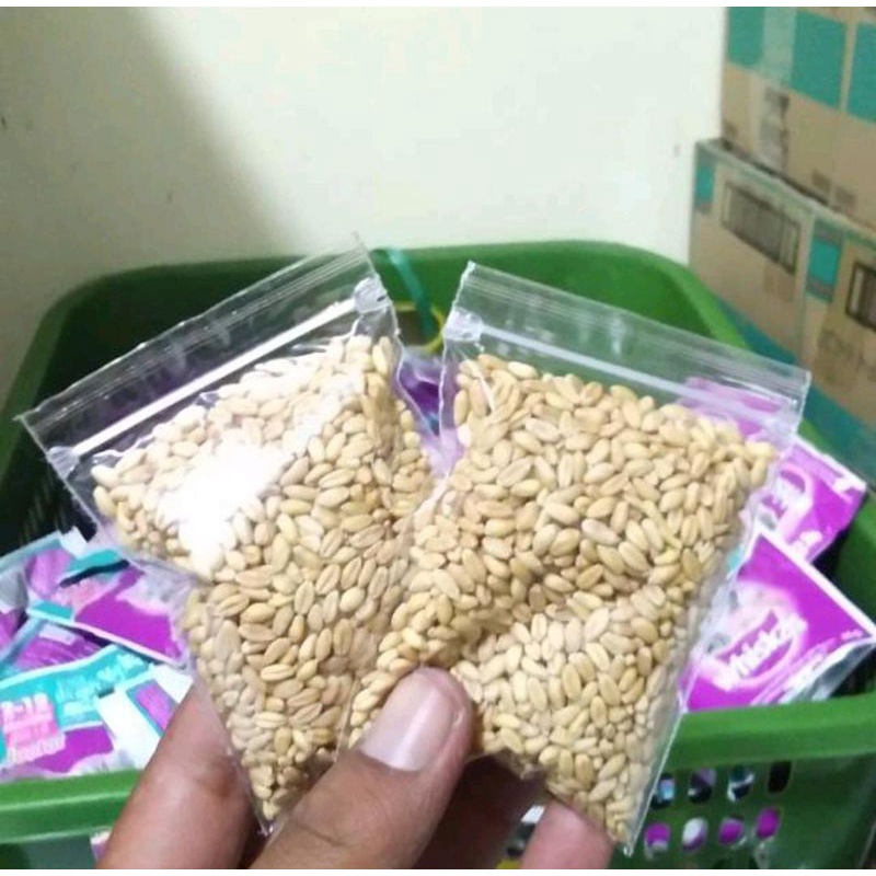 0Bibit rumput gandum/wheatgrass/Catgrass/Rumput kucing