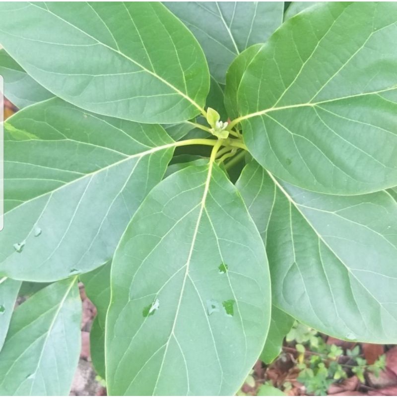 

LE3001 - DAUN ALPUKAT SEGAR