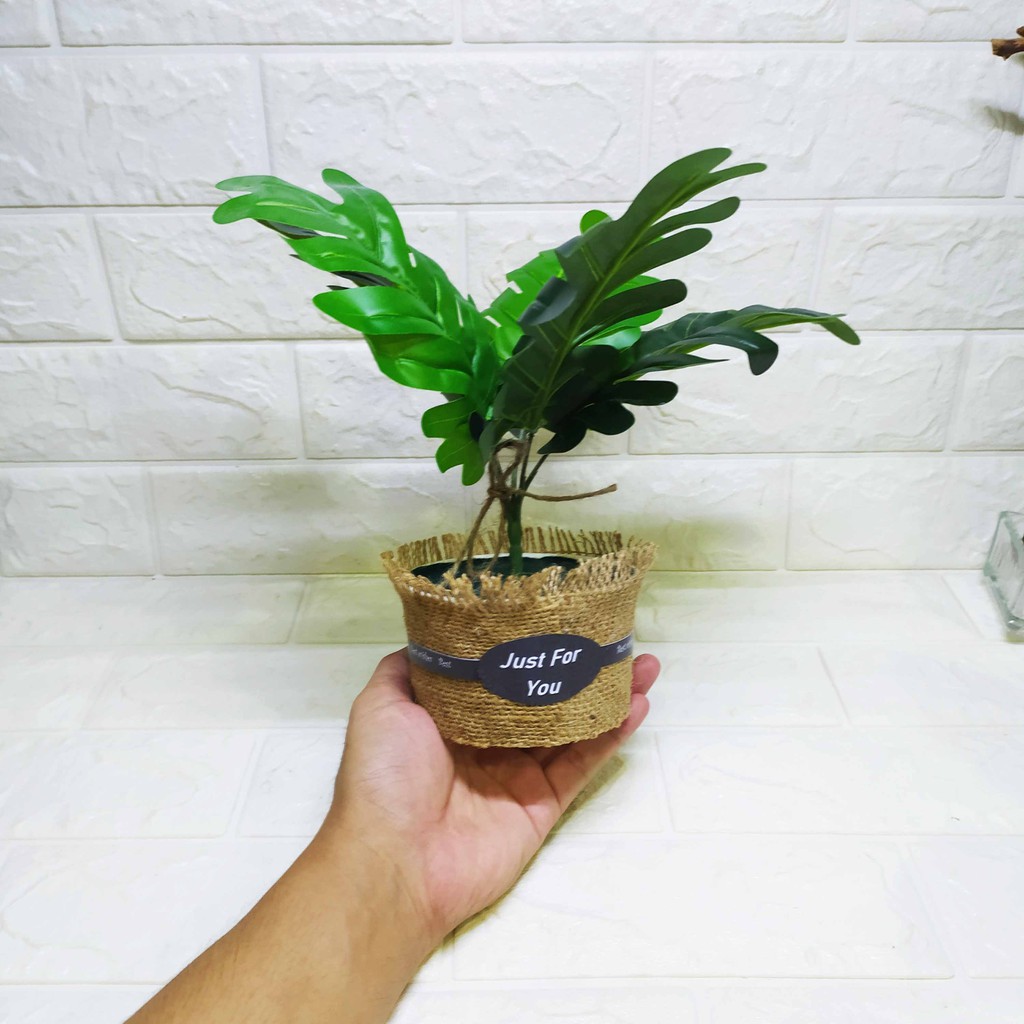 Tanaman Hias Indoor Daun Imitasi - Dekorasi Cantik