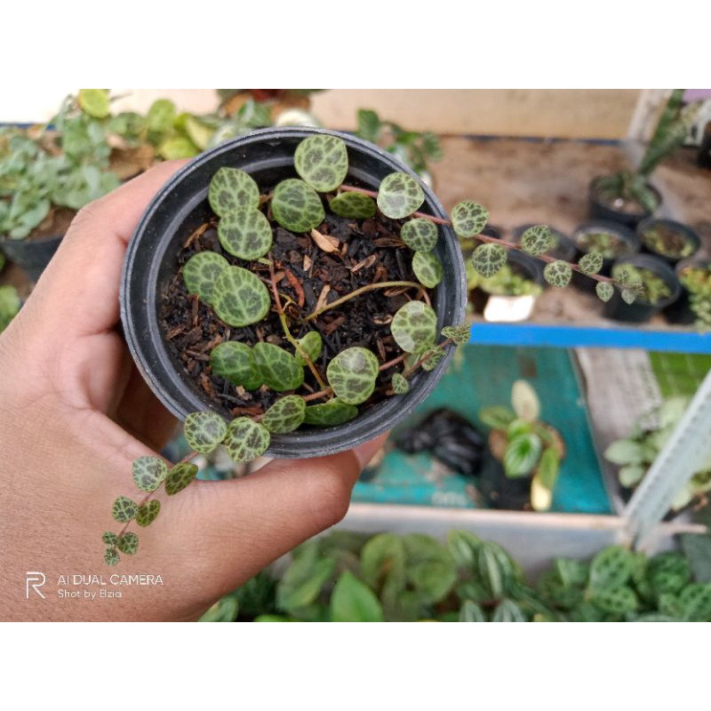 String of Turtle / Peperomia Prostrata sukulen