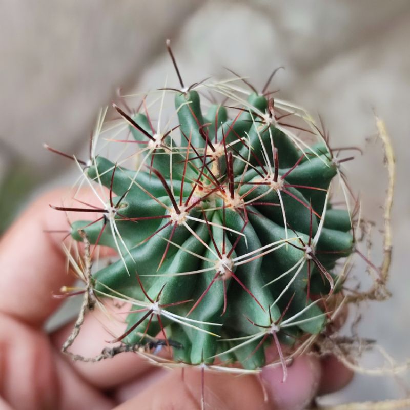 Kaktus Ferocactus Ownroot Murah