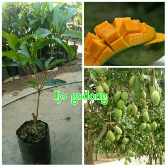 Bibit mangga arumanis