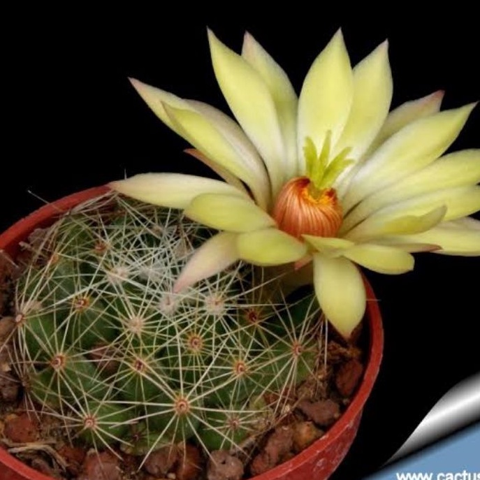 Kaktus Mammillaria sphaerica ownroot parabola