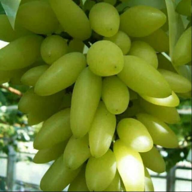 Bibit Anggur Import PIZZUTELLO BIANCO B2 Helios