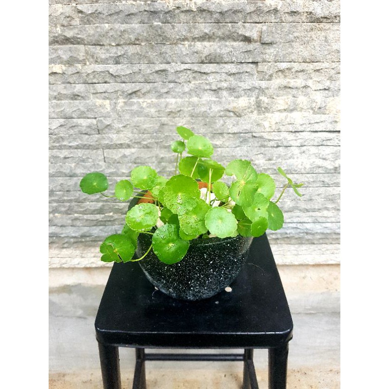 

Centella asiatica