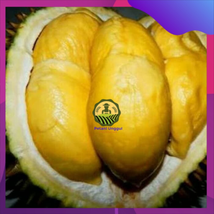 Paket Bibit Durian Matahari