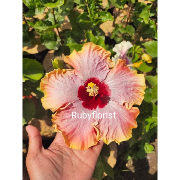 Tanaman Kembang Sepatu / Hibiscus Import Rainbow Gold Import
