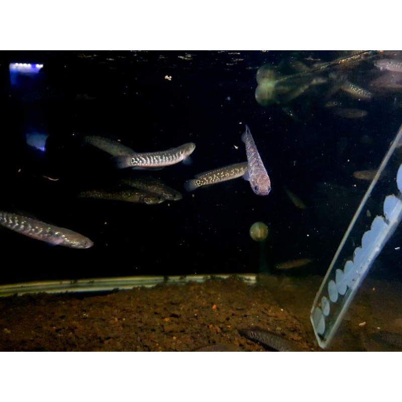 channa asiatica ws pure 7-9cm 550ekor borongan only