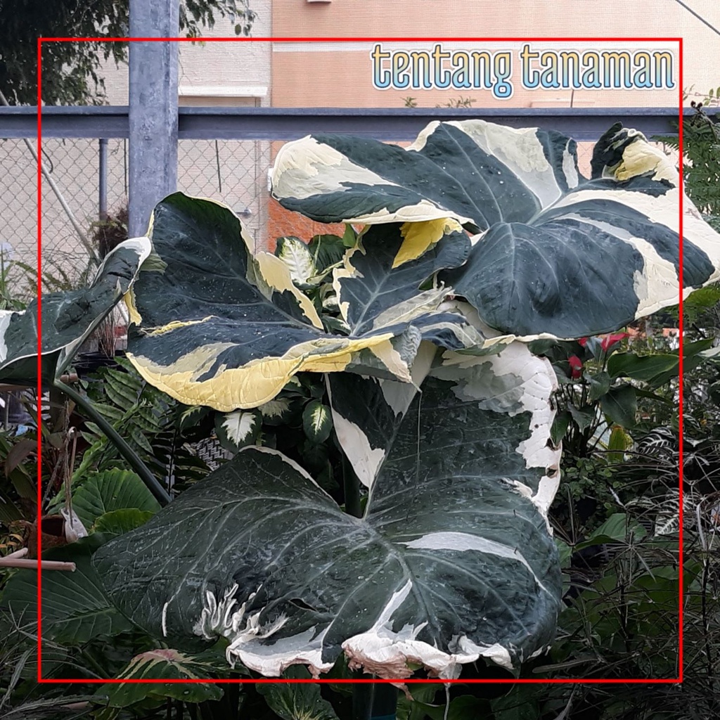 Xanthosoma Albo Varigata Mickey Mouse Mikimous Mikimos Tikus Keladi Kaladium