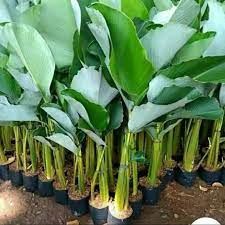 calathea pisang pisangan -(calathea luthea ) - BAKUL KEMBANG