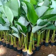 calathea luthea / calathea pisang pisangan - BAKUL KEMBANG