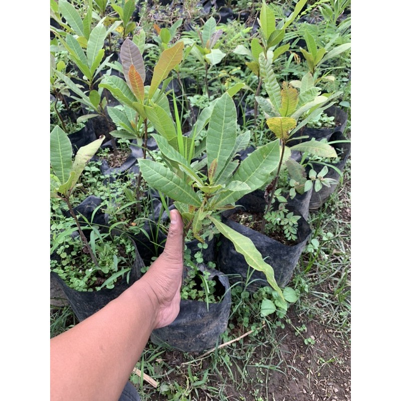 bibit pohon jambu mede/jambu monyet