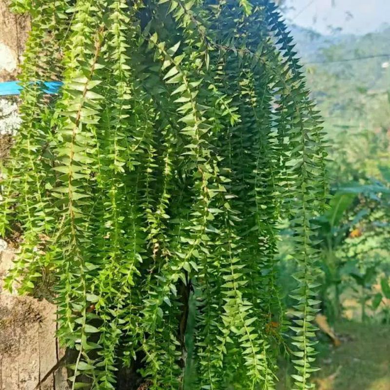 tanaman hias pakis ekor tupai -tanaman hias pakis