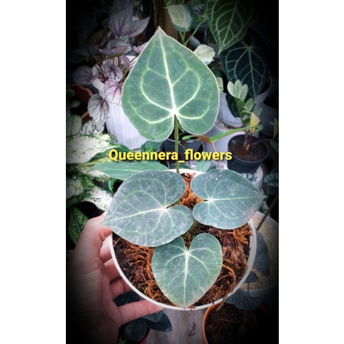 ( BISA COD ) ANTURIUM TARANTULA KARET/KUPING GAJAH TARANTULA KARET