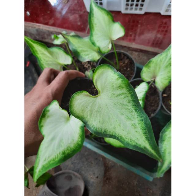 Tanaman Hias Caladium Keladi Hias White Knight Caladium Srirejeki Shopee Indonesia