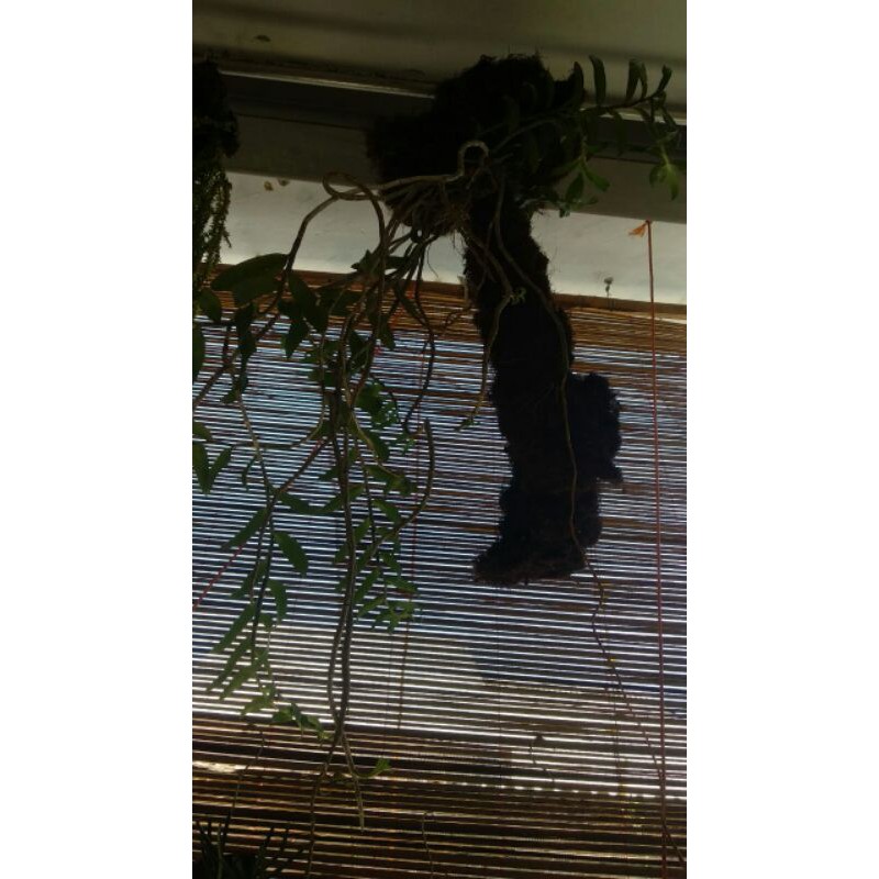 anggrek anosmum gigantea alba