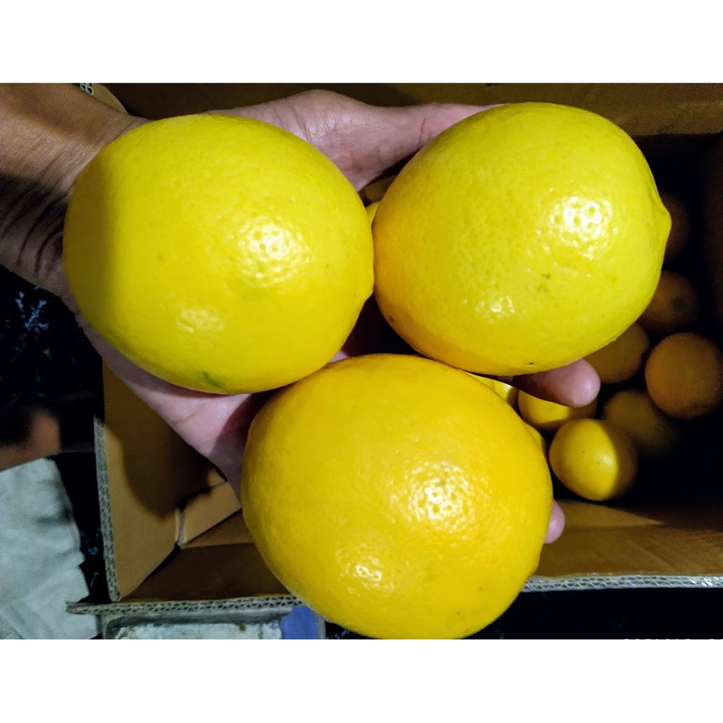 

jeruk lemon california grade A 1kg