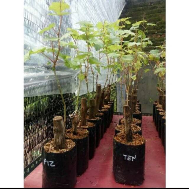 Bibit Anggur Import KYOHO Grafting