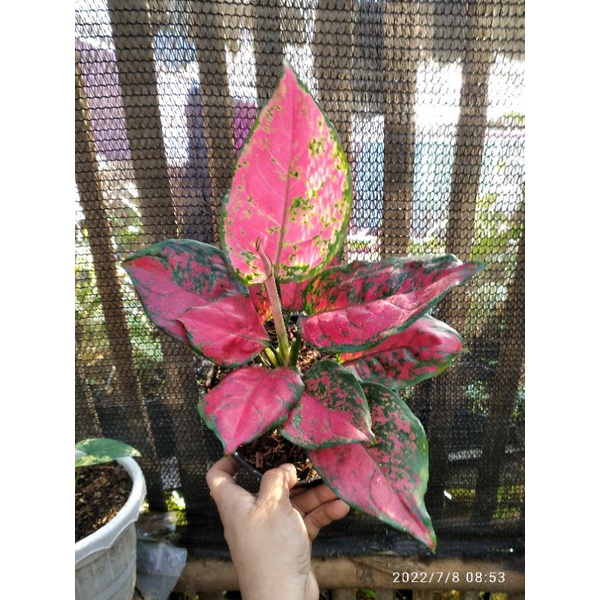 aglaonema dud anjamani