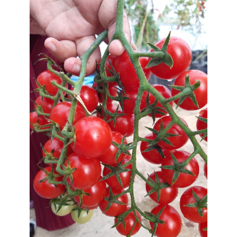 

Tomat Cherry Hydroponic
