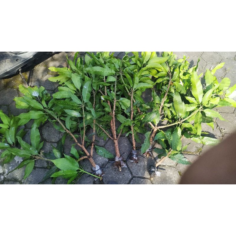 BIBIT MANGGA MADU MANALAGI FRESH CANGKOK