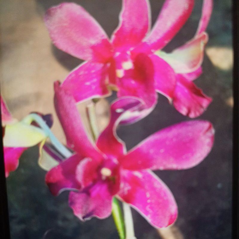 anggrek dendro mangosteen