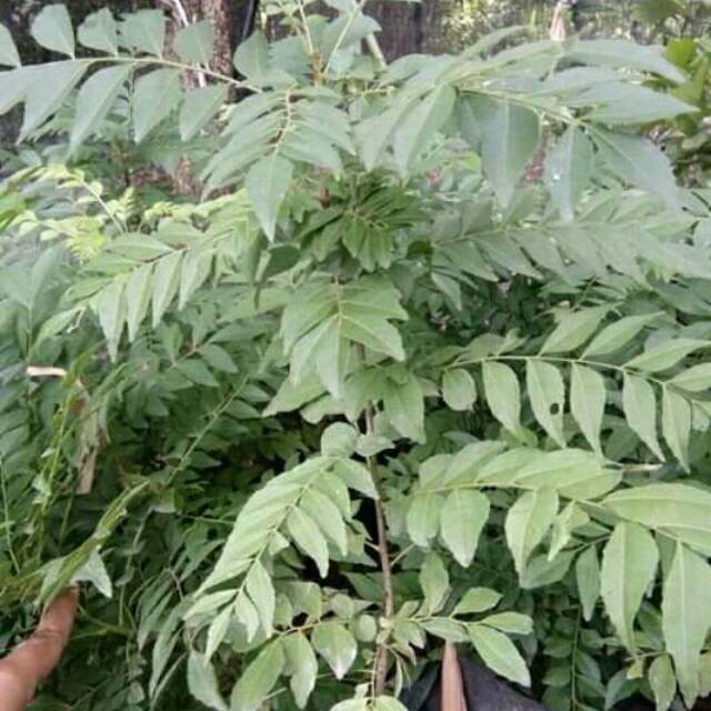 Bibit daun kari.KARI.DAUN KARI.POHON KARI.SALAM KOJA.BIBIT SALAM KOJA