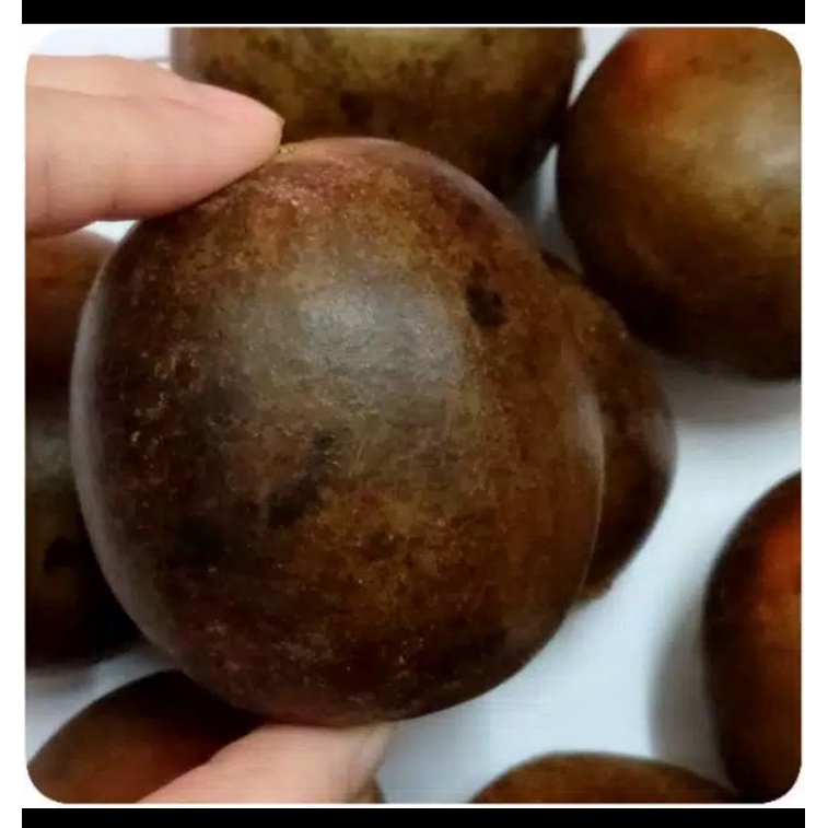 

Buah Luo Han Guo / Luo Han Ko - Untuk Radang Tenggorokan
