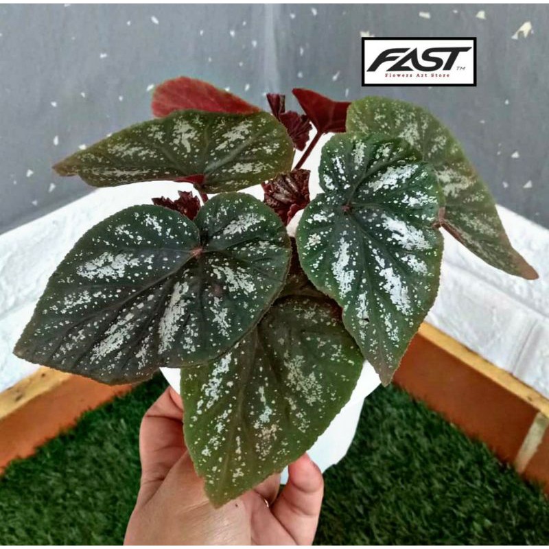 Tanaman Hias Caladium Begonia Silver - Begonia Silver