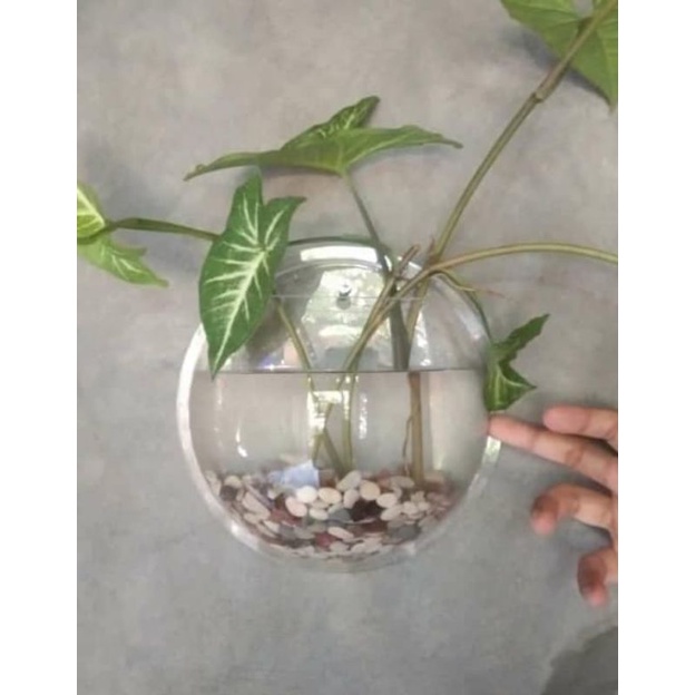 AQUARIUM DINDING (IKAN CUPANG, IKAN HIAS, TANAMAN HIAS, HIASAN DINDING)