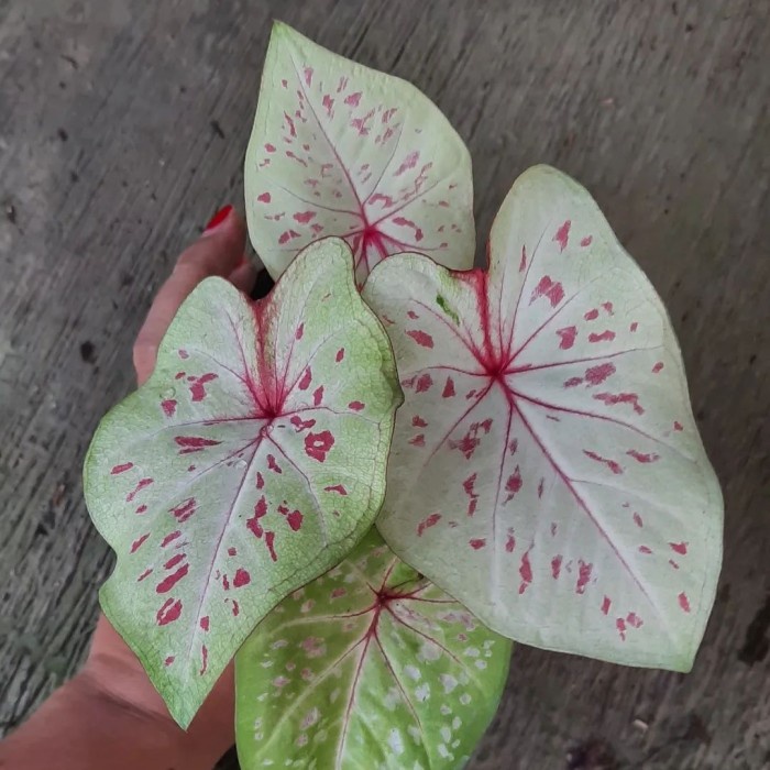 splendid/tanaman hias cantik/caladium splendid hias/caladium wonderland/keladi wonderland hias(bisa 