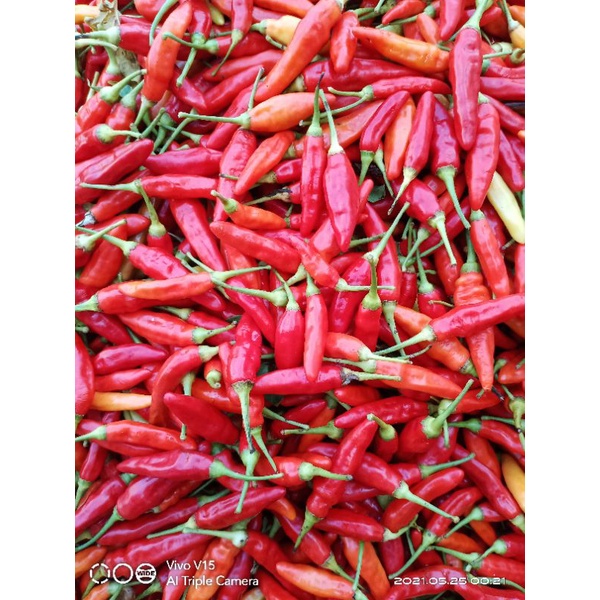

cabe rawit merah cabe jablay cabe hijau cabe merah besar cabe kriting merah cabe rawit hijau