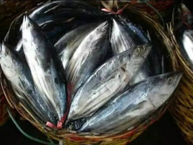 Udang / Ikan Tuna / Ikan Kembung Banjar/ Tongkol / Cumi / Cakalang / Selar Kuning