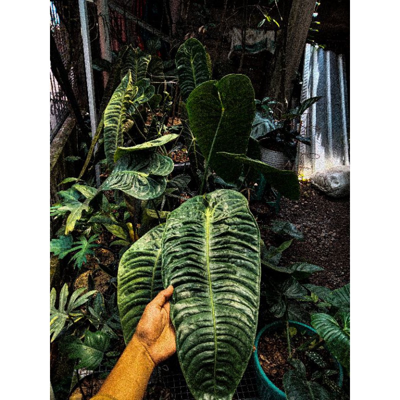 Ragam'S: Tanaman Hias Anthurium Vitchii - anturium veitchii