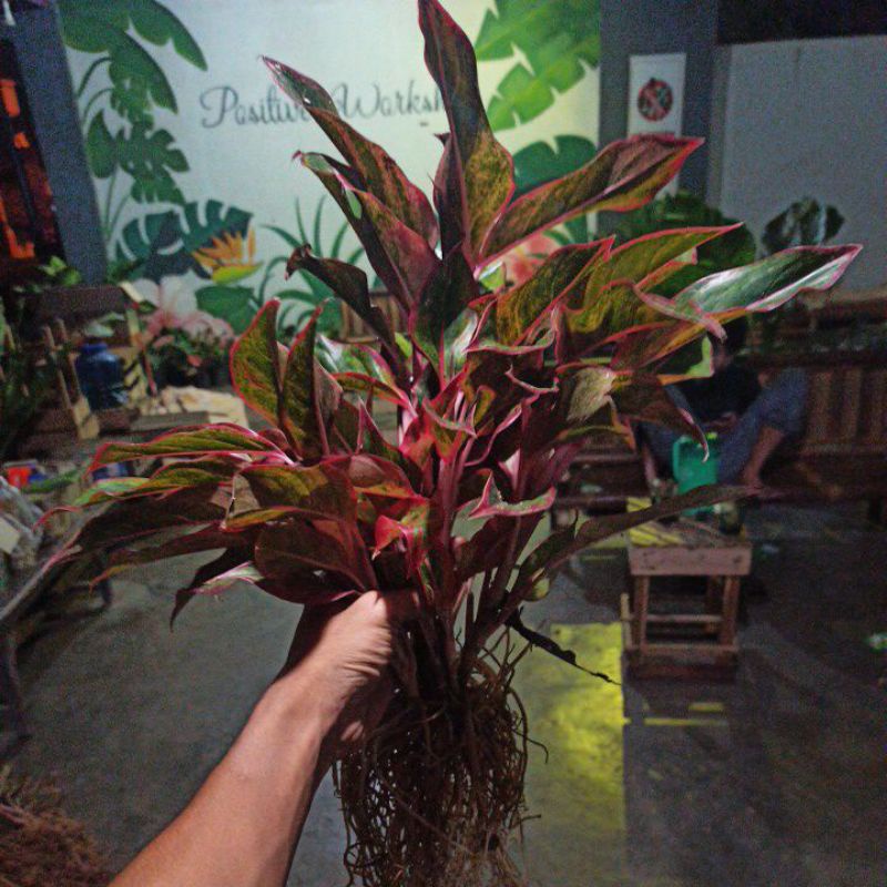 aglonema siam Aurora rumpun/ aglonema lipstik merah rumpun