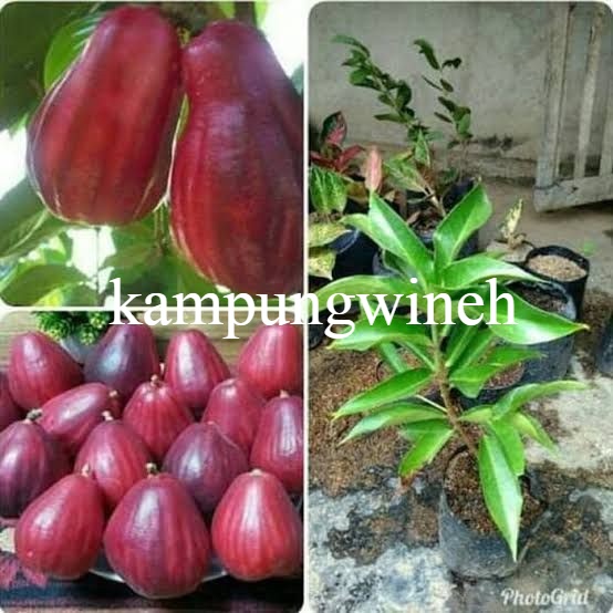 Bibit Buah Tanaman Buah Jambu Air Jamaika/Jambu Bol