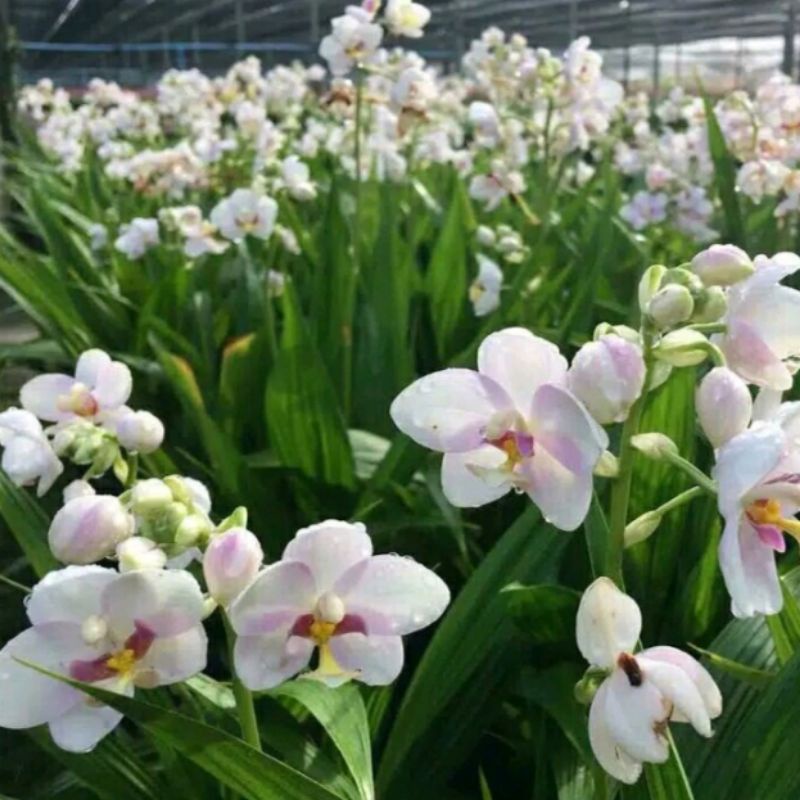 tanaman bunga anggrek tanah bibit tanaman hias bunga anggrek tanah bibit tanaman hias pohon anggrek 