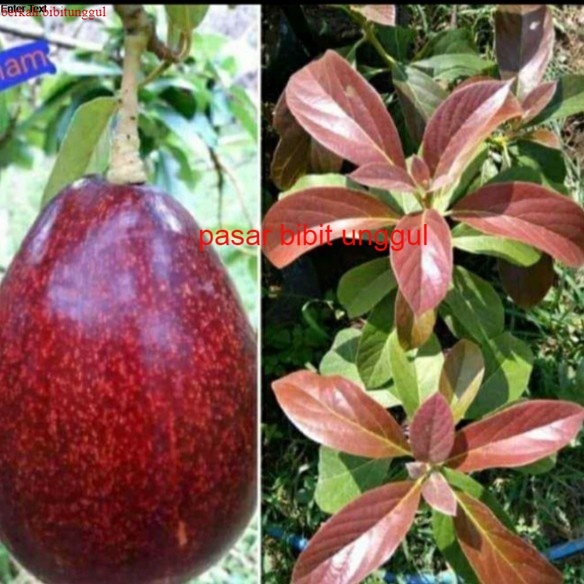 Bibit Buah Alpukat Red Vietnam Asli Okulasi Bibit Alpukat Red Vietnam Cepat Berbuah