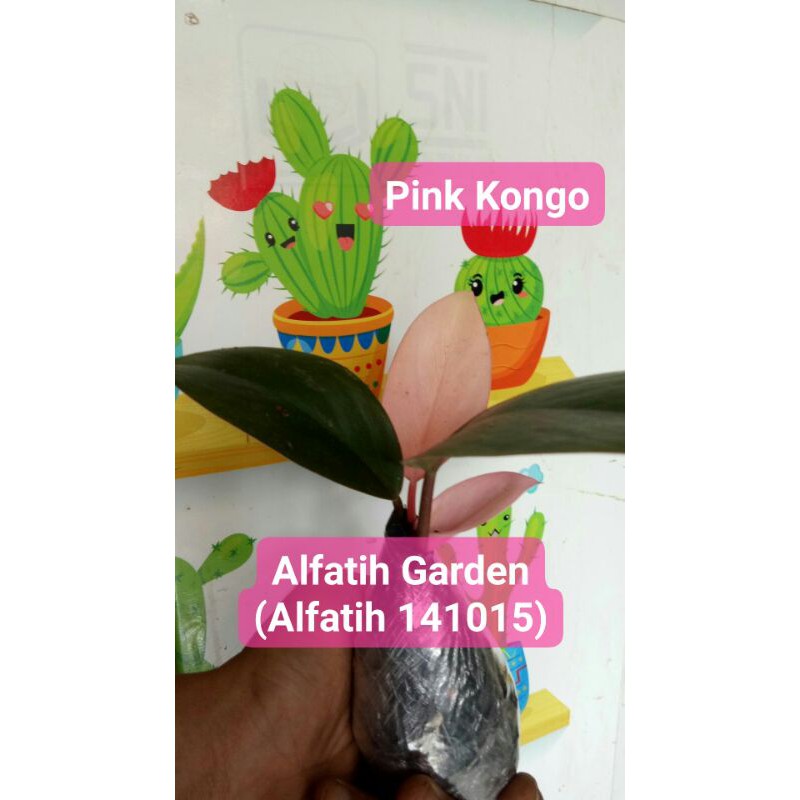 tanaman hias pink kongo-Tanaman Hias Pink Congo-Pink kongo tanaman hias promo-PINK KONGO