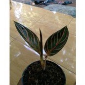 aglonema Red sumatera 1 helai daun beby