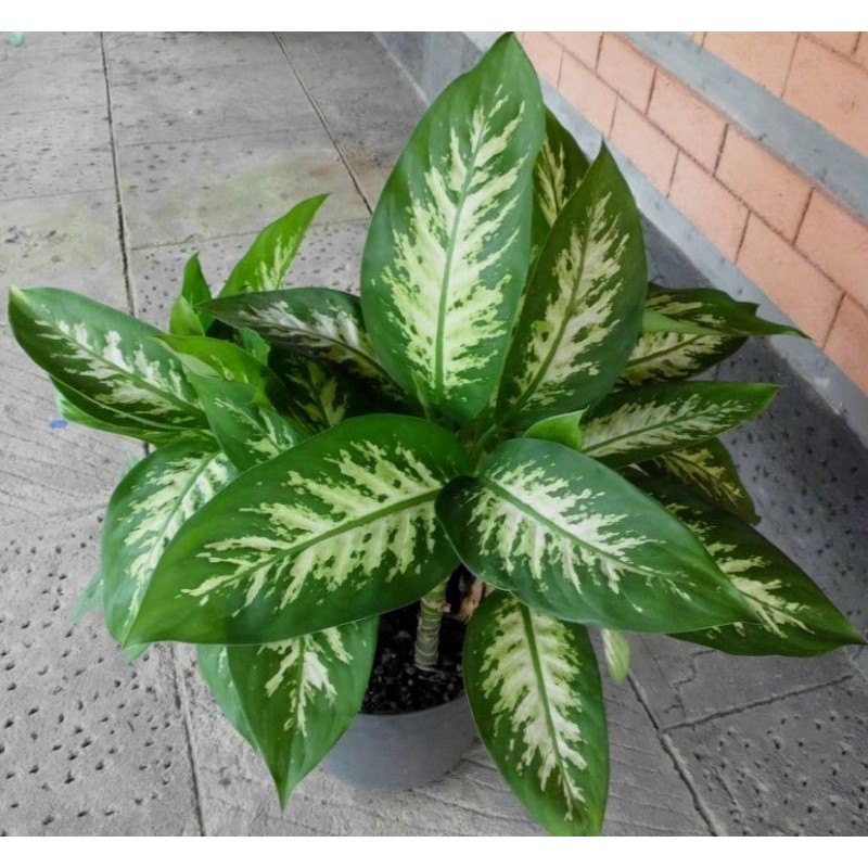 AGLAONEMA SRI REZEKI BELANCENG