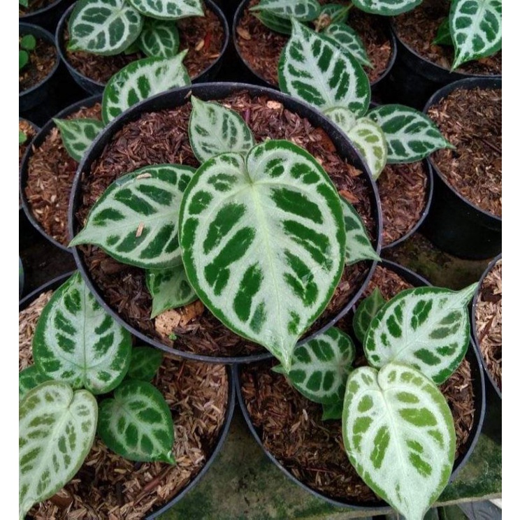 Anthurium dorayaki silver